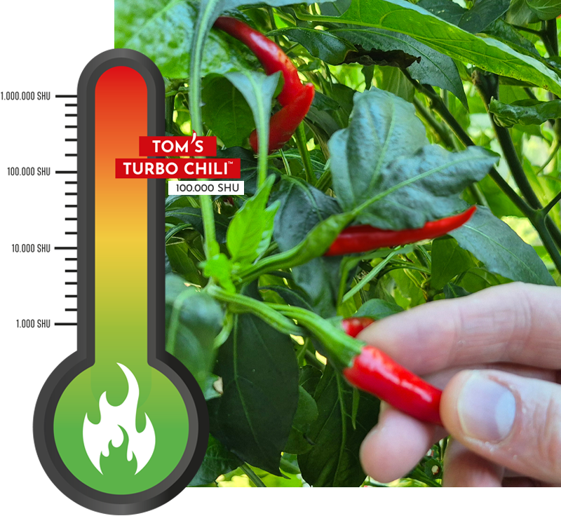 Hand erntet reife rote Chili von einer Tom’s Turbo Chili Pflanze mit 100.000 Scoville – das Ergebnis des Startersets.