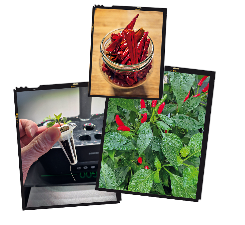 Collage aus drei Bildern: Keimling des Tom’s Turbo Chili Startersets, wachsende Chili-Pflanze mit Früchten und getrocknete Chilis im Glas – vom Samen bis zur Ernte.